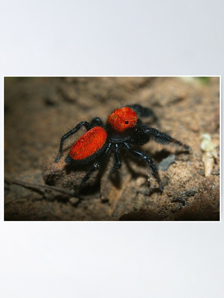 "The Cardinal Jumping Spider (Phidippus cardinalis)" Poster for Sale by