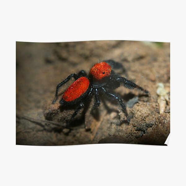 "The Cardinal Jumping Spider (Phidippus cardinalis)" Poster for Sale by