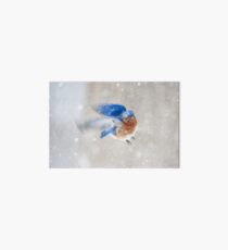 Bluebird in Snow Art Board