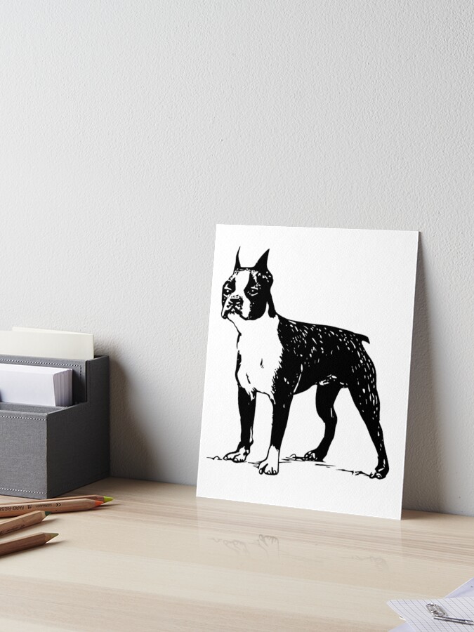 classic boston terriers and french bulldogs