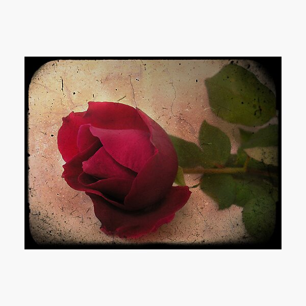 Item preview, Forgotten Rose designed and sold by Lorraine Creagh.