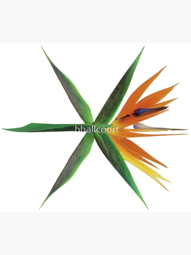 EXO - Koko Bop Logo