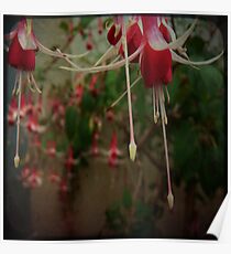 { fuschia } Poster