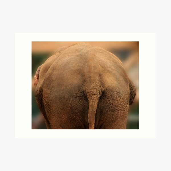 Elephant Butt Art Print