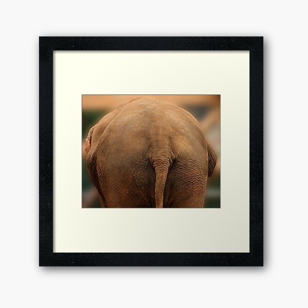 Elephant Butt Framed Art Print