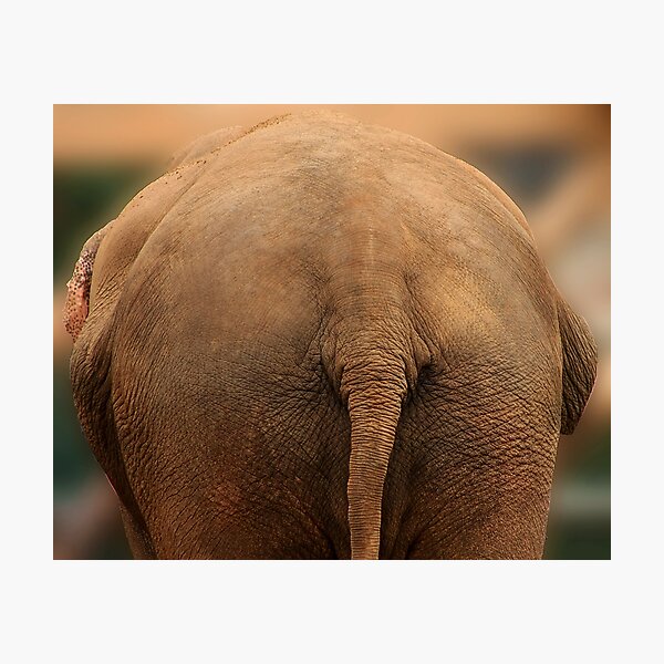 Elephant Butt Photographic Print