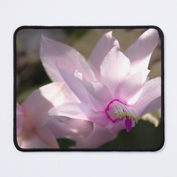 Item preview, Catching the sun, cymbidium orchid designed and sold by indiafrankk.