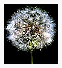 Waiting for a Breath of Wind Photographic Print