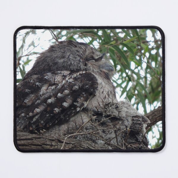 Item preview, Tawny Frogmouth (Podargus strigoides) and Chicks designed and sold by Marilyn Harris.