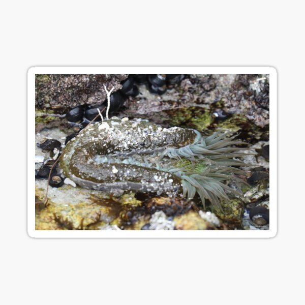 Green Anemone Sticker