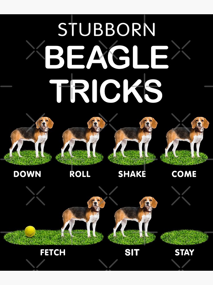 "Funny Beagle Stubborn, Stubborn and Cute" Poster for Sale by BrainlabStudios Redbubble