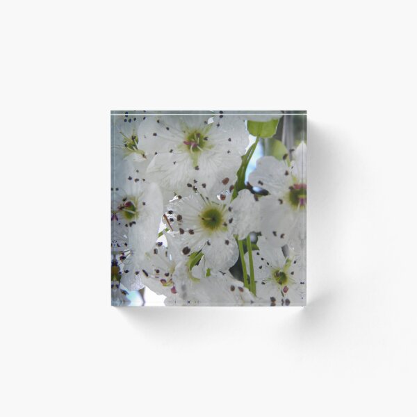 Item preview, Almond Blossoms designed and sold by SandraJeanne.