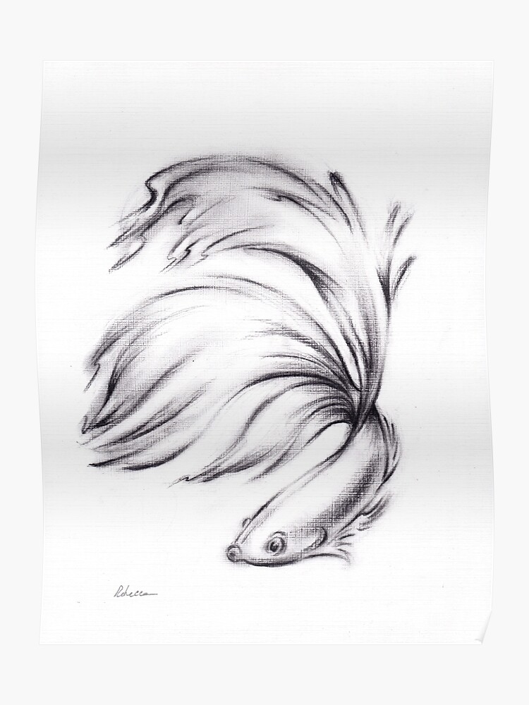 Betta Charcoal Pencil Drawing Of A Siamese Fighting Fish Poster