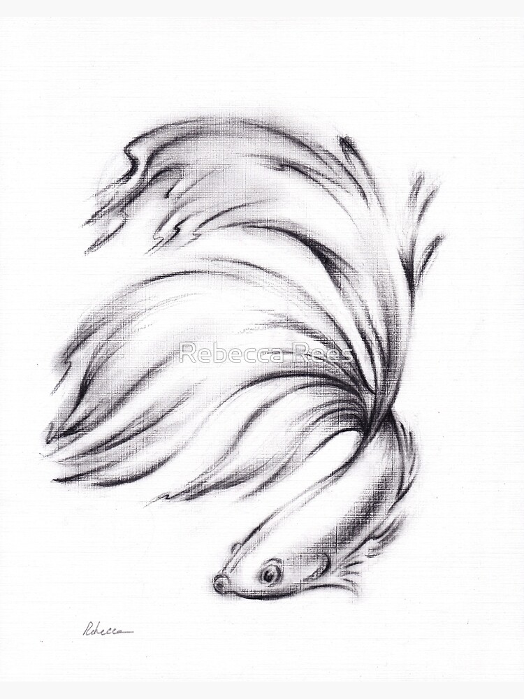 Betta - Charcoal pencil drawing of a Siamese Fighting Fish