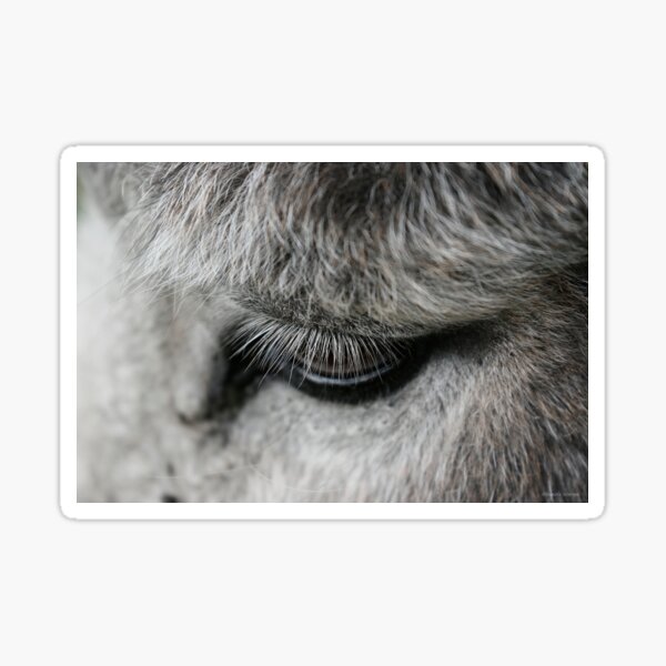 Seeing the Soul Sticker