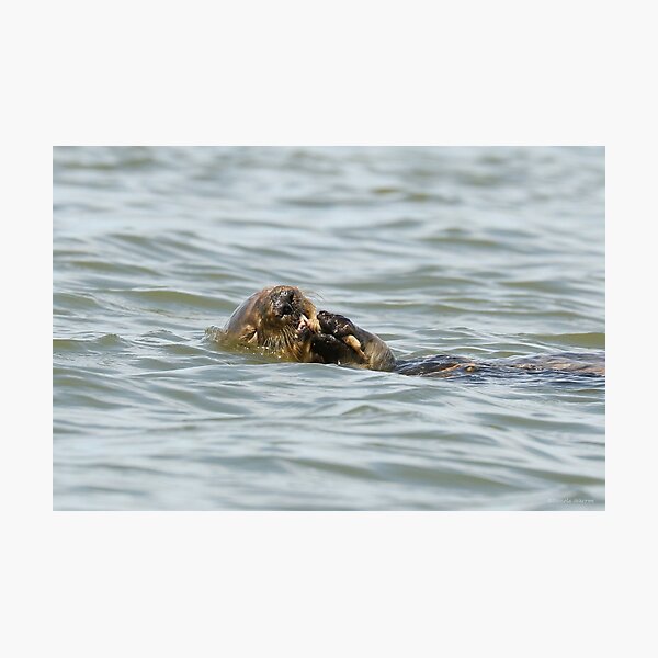 Mealtime Photographic Print