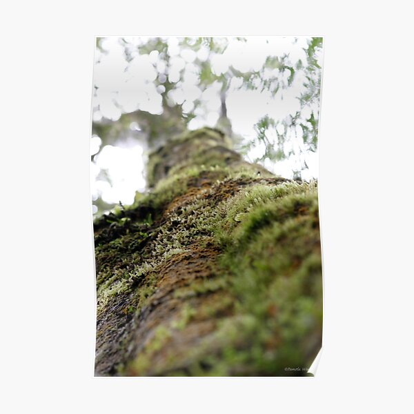 Symbiotic in Rainforest Poster