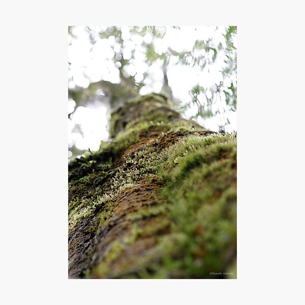 Symbiotic in Rainforest Photographic Print