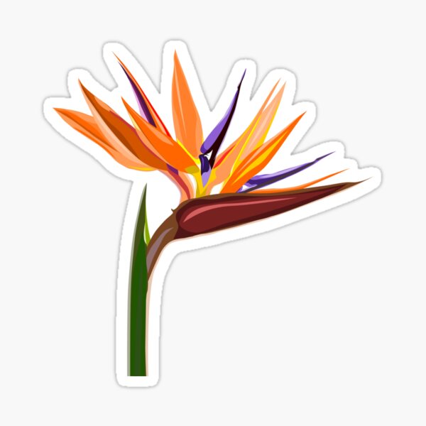 Regalos y productos: Flor De Ave Del Para%c3%adso | Redbubble