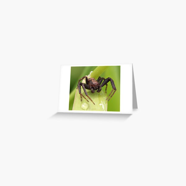 Ulgy Spider Greeting Card
