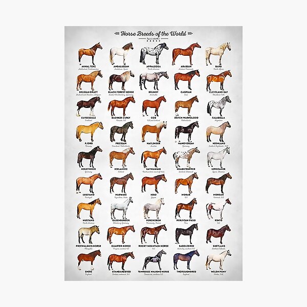 Aperçu de l'œuvre Races de chevaux du monde créée et vendue par clothingart8.