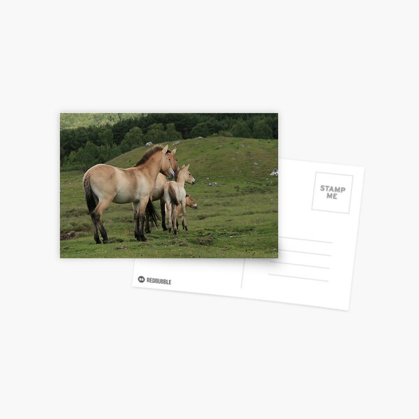 Aperçu de l'œuvre Le cheval de Przewalski créée et vendue par EdgeOfReality.