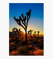 Mojave Desert Photographic Print