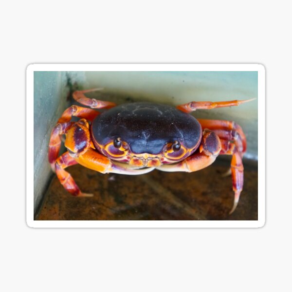 Cooler (King Crab Orange) Sticker for Sale by steveskaar