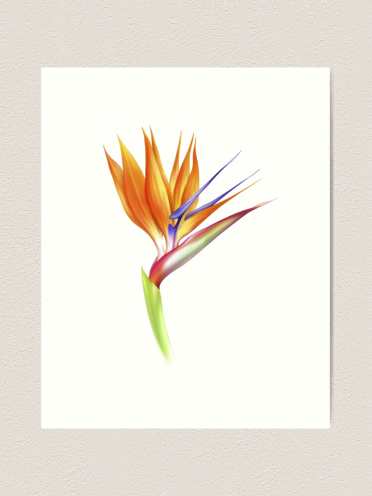 vector realistic beautiful strelizia flower Art Print for Sale by