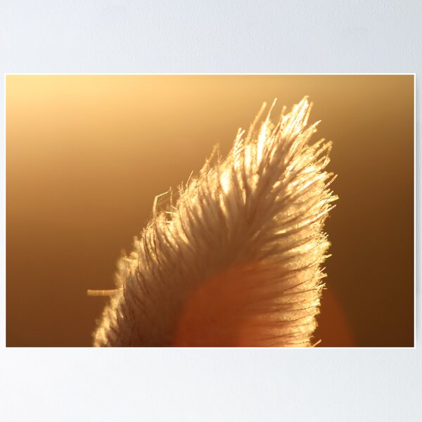 Item preview, Macro Bunny Tail designed and sold by Alex Evans.