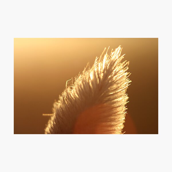 Artikelvorschau, Macro Bunny Tail entworfen und verkauft von Alex Evans.