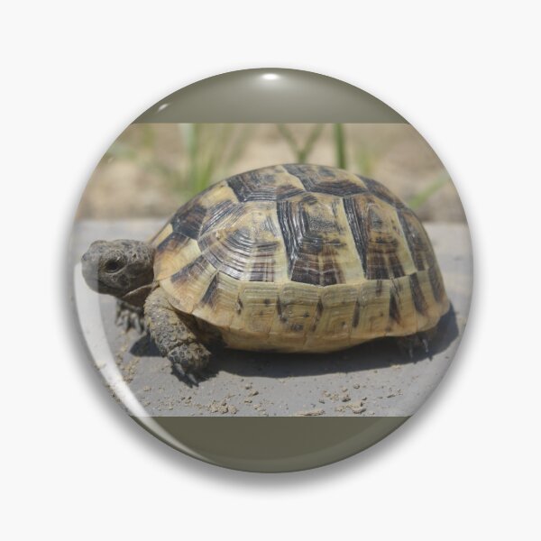 Artikelvorschau, Seitenansicht einer jungen Wildschildkröte Nahaufnahme Fotografie entworfen und verkauft von taiche.