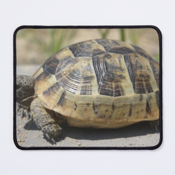 Item preview, Side View of A Young Wild Tortoise Close Up Photography designed and sold by taiche.