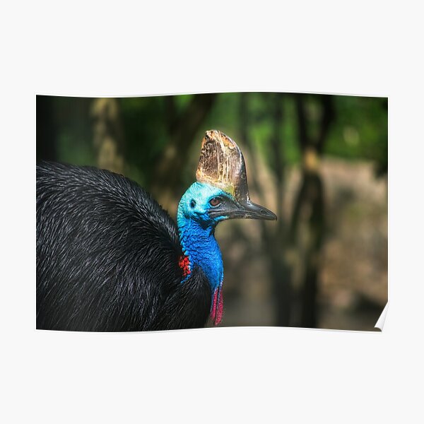 Wattled Wall Art Redbubble - feather family cassowary roblox