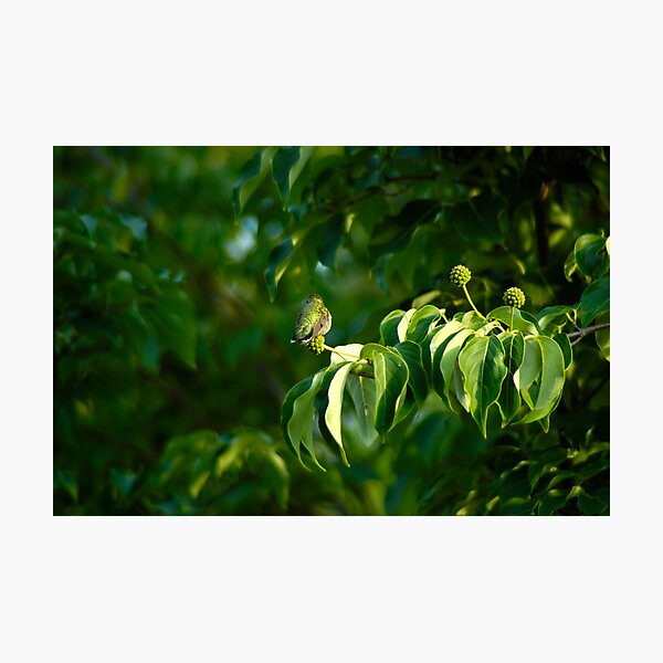 Hummingworld Photographic Print