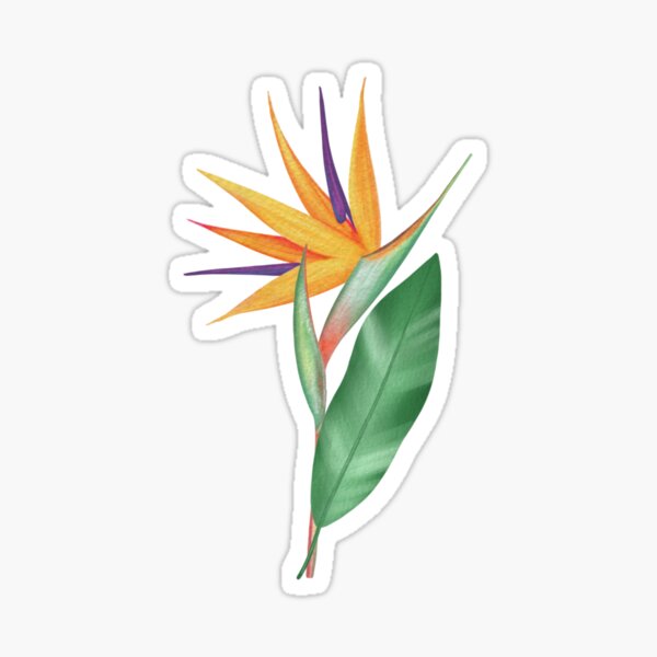 Regalos y productos: Flor De Ave Del Para%c3%adso | Redbubble