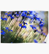 Beautiful Dancing Blue Flowers Poster