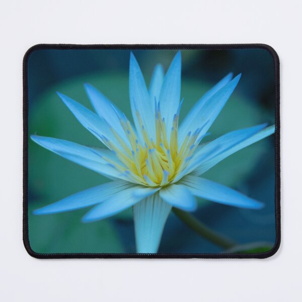 Item preview, Unfolding Beauty of the Nymphaea caerulea waterlily (Blue lotus of Egypt) designed and sold by imaginethis.