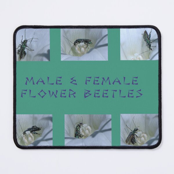 Item preview, Male and Female Flower Beetles designed and sold by Sharon Perrett.