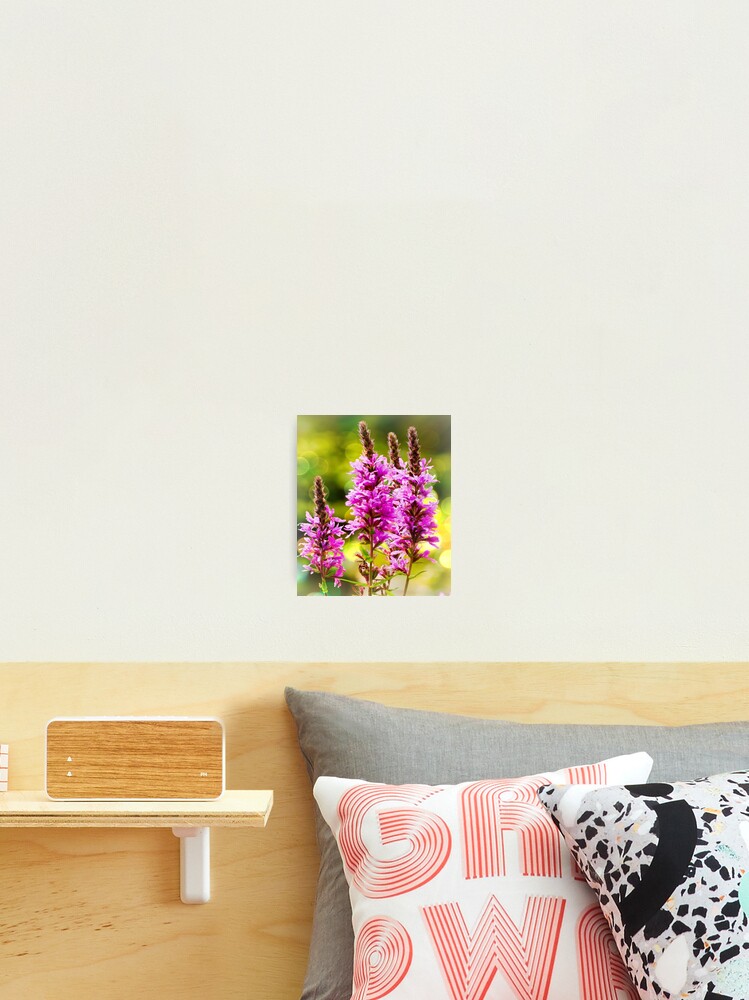 Thumbnail 1 of 3, Photographic Print, Purple Loosestrife  designed and sold by ScenicViewPics.