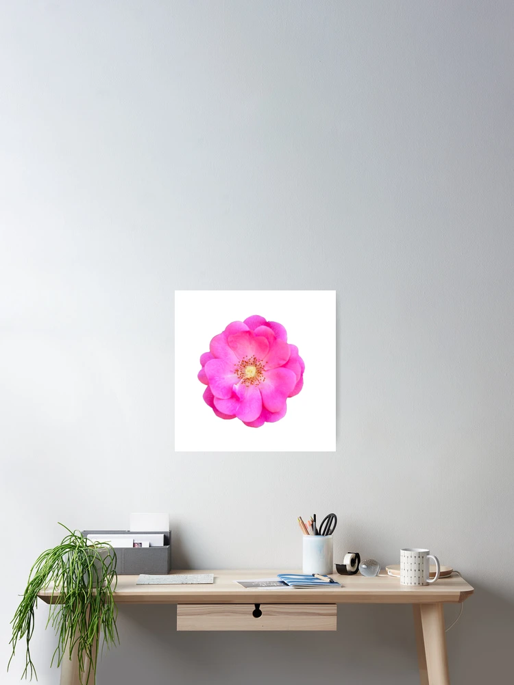 Thumbnail 2 von 3, Poster, ROSA RUGOSA designt und verkauft von KatisDesign.