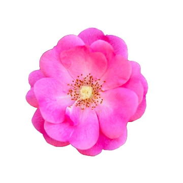 Artwork thumbnail, PINK RUGOSA by KatisDesign