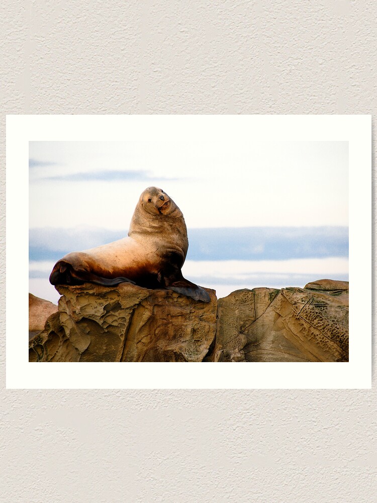 Alternate view of Proud Sea Lion Art Print