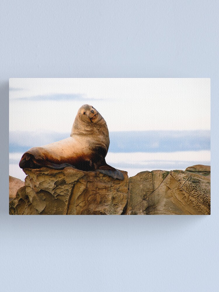 Alternate view of Proud Sea Lion Canvas Print