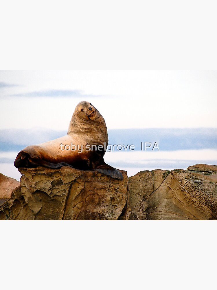 Proud Sea Lion by tobysnelgrove