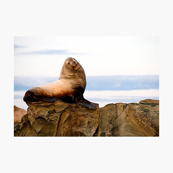 Proud Sea Lion Photographic Print
