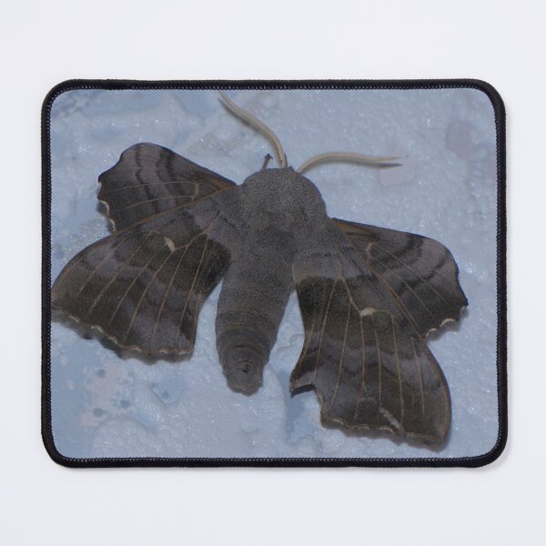 Item preview, Poplar Hawk Moth 01 designed and sold by Sharon Perrett.