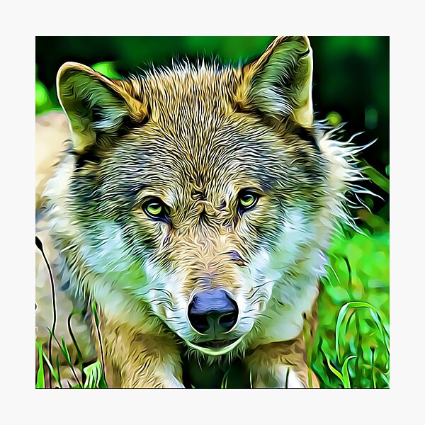 "Green wolf eyes" Photographic Print for Sale by Redbubble