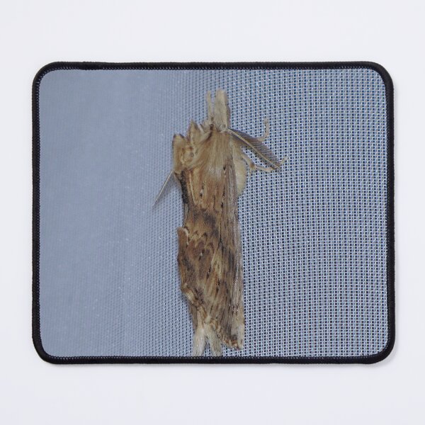 Item preview, Pale Prominent Moth designed and sold by Sharon Perrett.