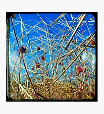 Red in the Blue Photographic Print